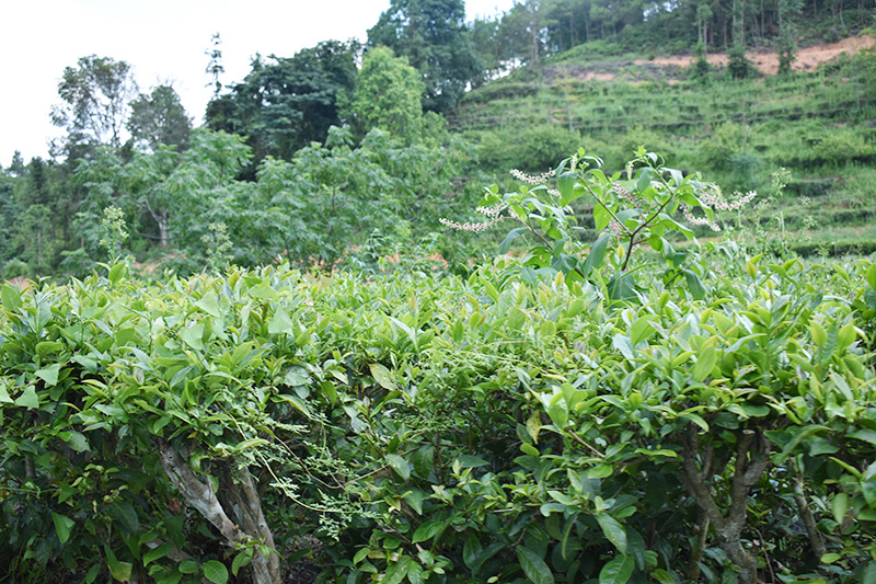 茶叶基地