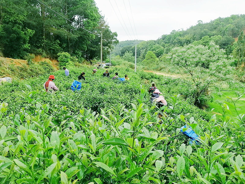 茶叶基地