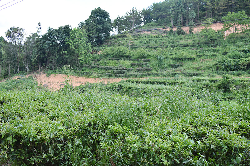 青茶与绿茶的区别 绿茶的加工工艺